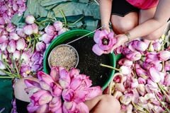 Trà Sen hay Trà Ô Long – Chìa Khóa An Nhiên Cho Giấc Ngủ Sâu & Tinh Thần Minh Mẫn Tuổi Già