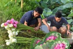 Pha Trà Sen Tây Hồ Chuẩn Vị – Tinh Hoa Hà Nội Xưa