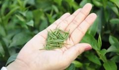Bí quyết chăm sóc sức khỏe đơn giản: Một tách Trà Đinh Thái Nguyên mỗi ngày