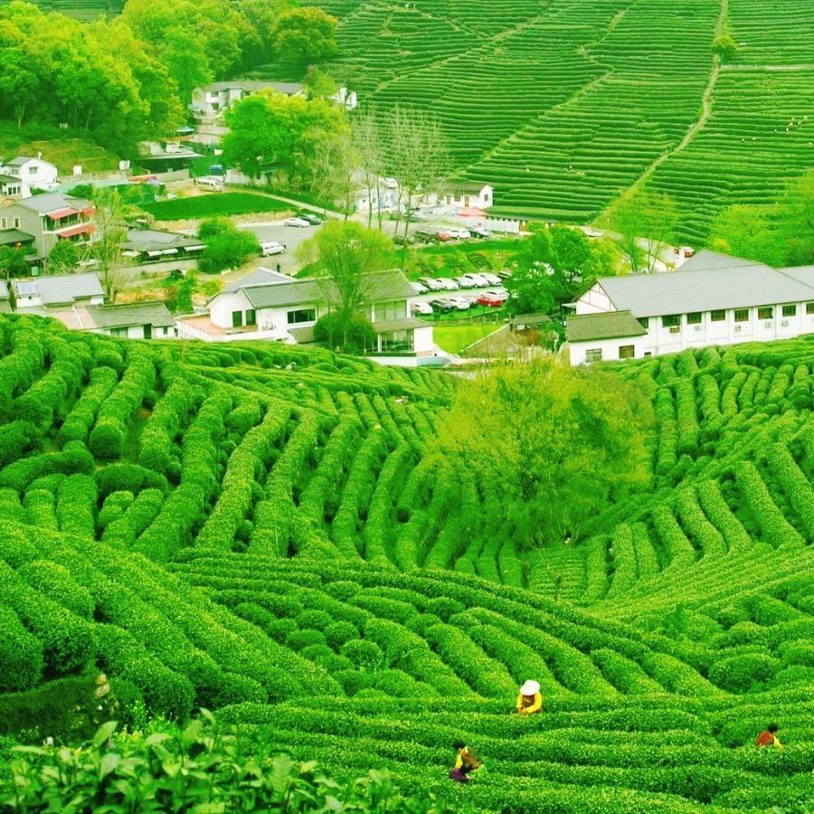 Đồi Chè Tân Cương Thái Nguyên | Hình Ảnh, Du Lịch & Review