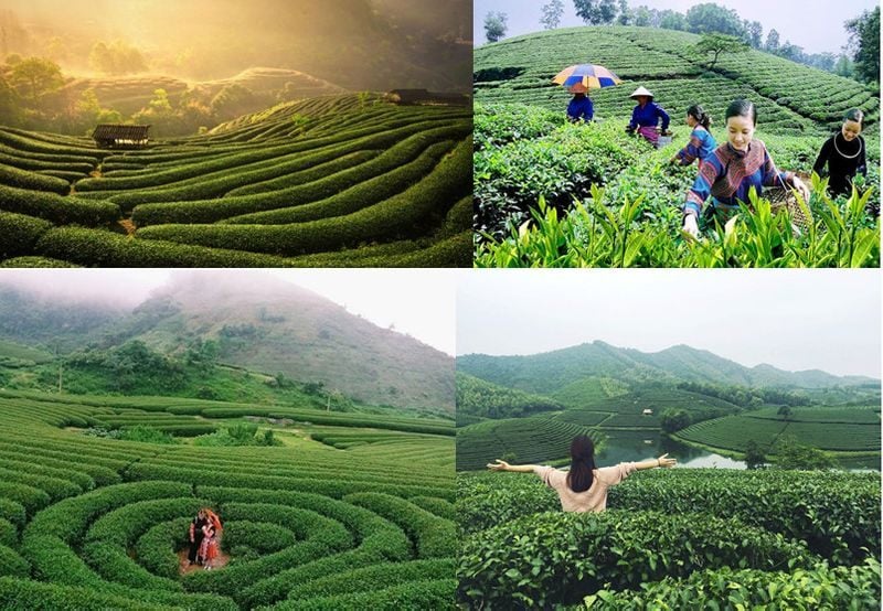 Trà Búp Tân Cương Thái Nguyên – Tinh Hoa Trà Việt
