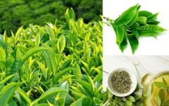 Trà Oolong Sâm – Quà biếu tinh tế dành cho doanh nghiệp