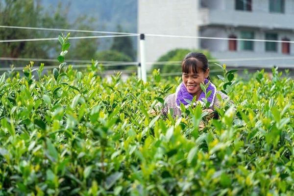 Hình ảnh bài viết