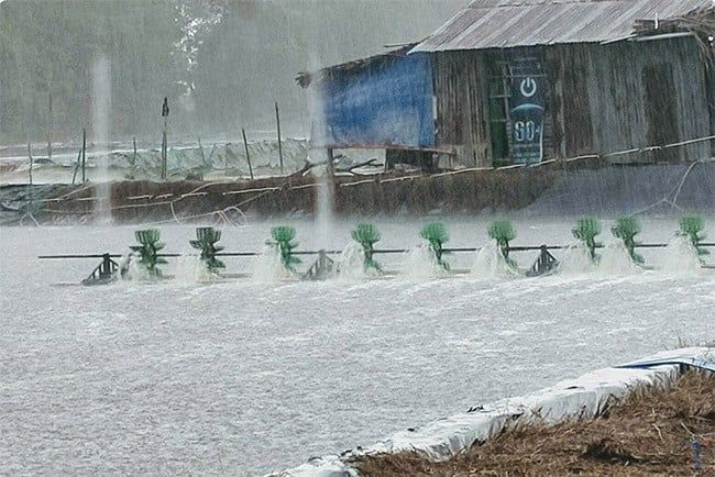 RAINY SEASON SHRIMP FARMING: TIPS TO AVOID BOTTOM COLLAPSE