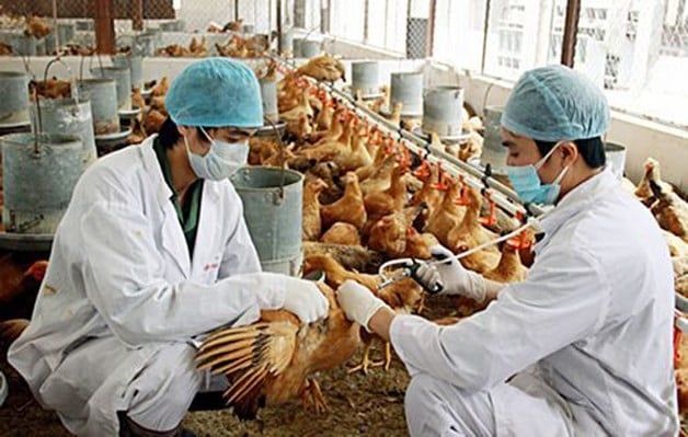 THUỐC THÚ Y SULTRIM: ĐIỀU TRỊ BỆNH NHIỄM KHUẨN HIỆU QUẢ