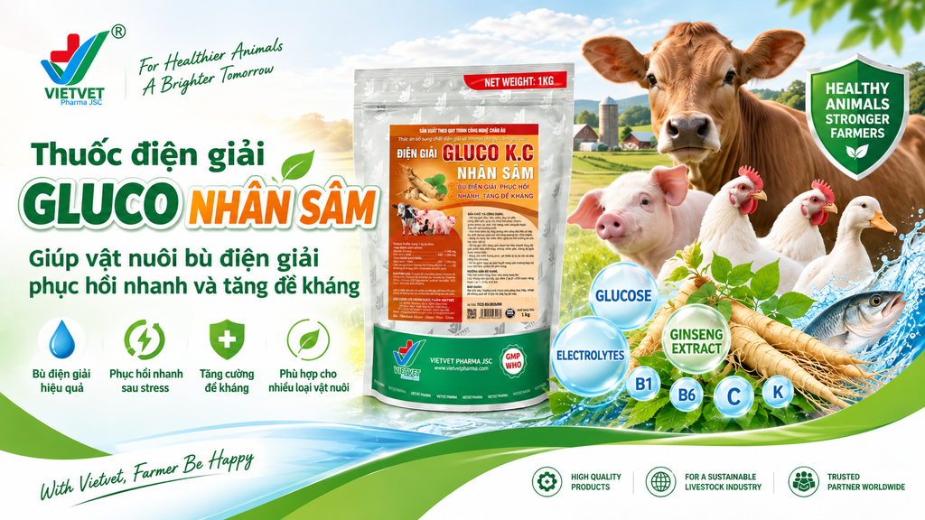 Thuốc điện giải gluco nhân sâm giúp vật nuôi bù điện giải phục hồi nhanh và tăng đề kháng