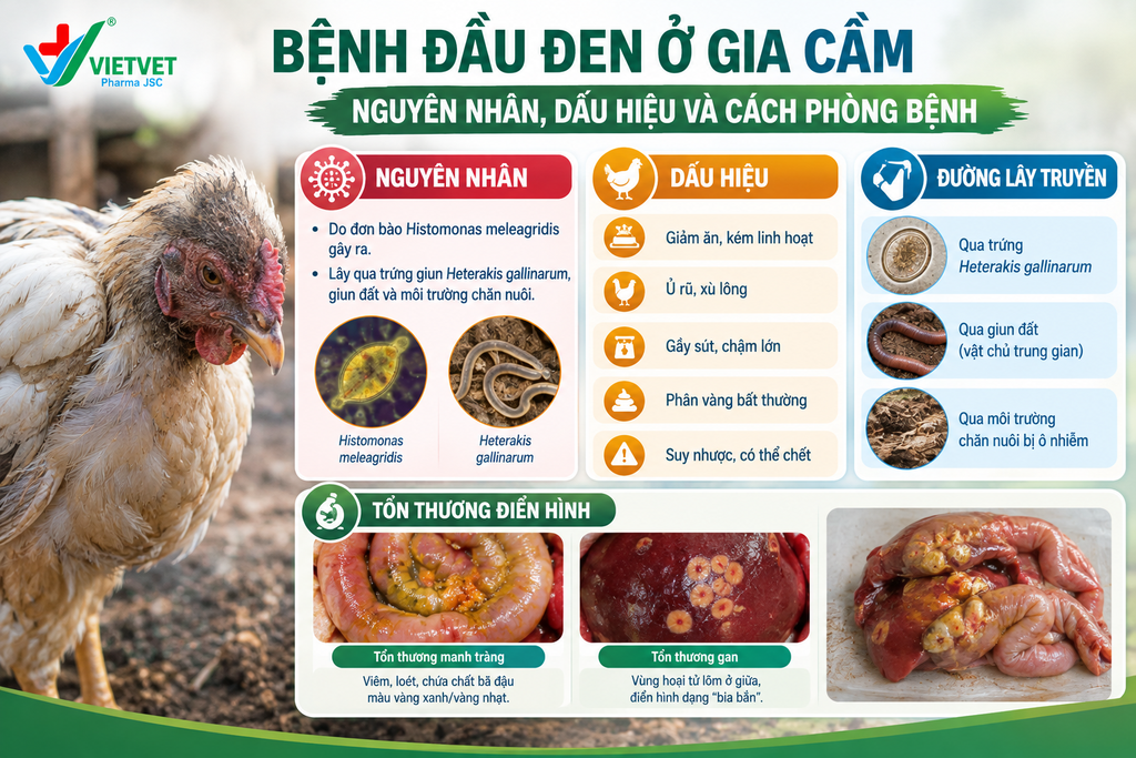 BỆNH ĐẦU ĐEN Ở GIA CẦM: NGUYÊN NHÂN VÀ CÁCH PHÒNG