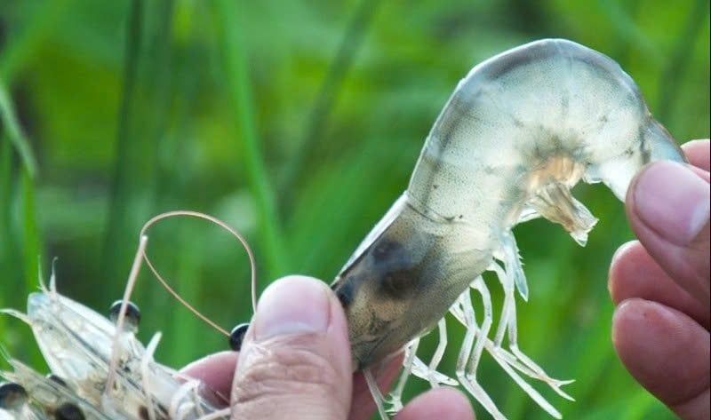 KÝ SINH TRÙNG CHO TÔM: NGUYÊN NHÂN VÀ CÁCH PHÒNG NGỪA