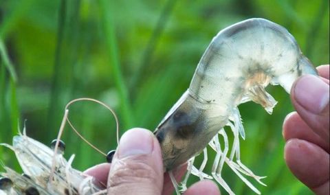 KÝ SINH TRÙNG CHO TÔM: NGUYÊN NHÂN VÀ CÁCH PHÒNG NGỪA