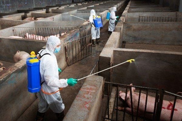 QUY TRÌNH VỆ SINH SÁT TRÙNG CHUỒNG HEO HIỆU QUẢ