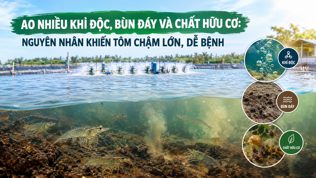 AO NHIỀU KHÍ ĐỘC, BÙN ĐÁY, CHẤT HỮU CƠ: TÔM CHẬM LỚN, DỄ BỆNH