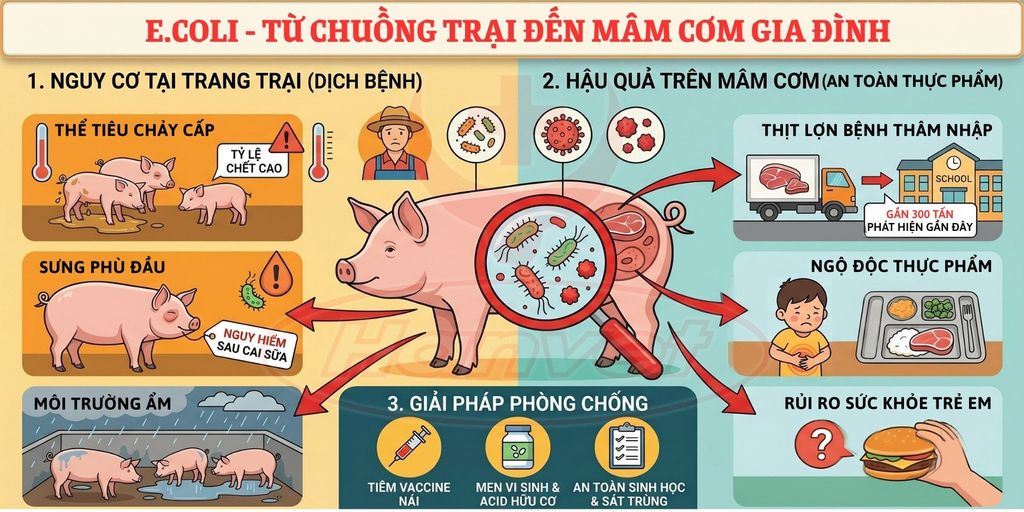 E.COLI TRÊN LỢN: MỐI ĐE DỌA CHO CHĂN NUÔI VÀ GIA ĐÌNH