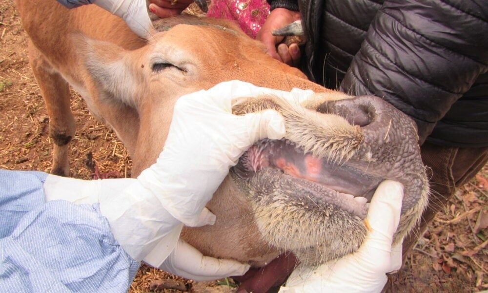 ANIMAL FOOT AND MOUTH DISEASE TREATMENT GUIDE