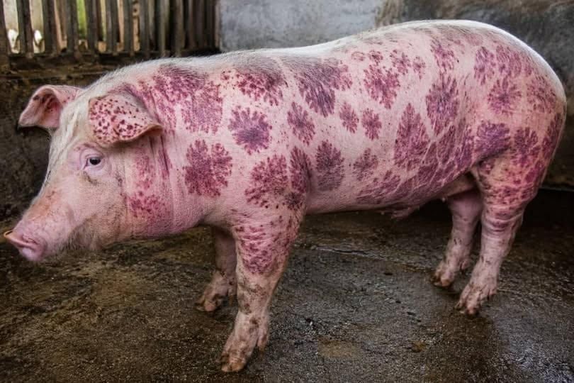 Detailed Guide on Preventing and Treating Swine Erysipelas