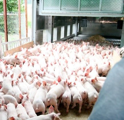GIẢM THIỂU TỶ LỆ CHẾT SAU CAI SỮA Ở HEO CON
