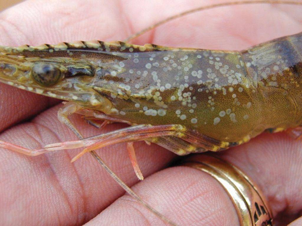 White Spot Disease Shrimp Understanding the Biggest Threat to Modern Aquaculture