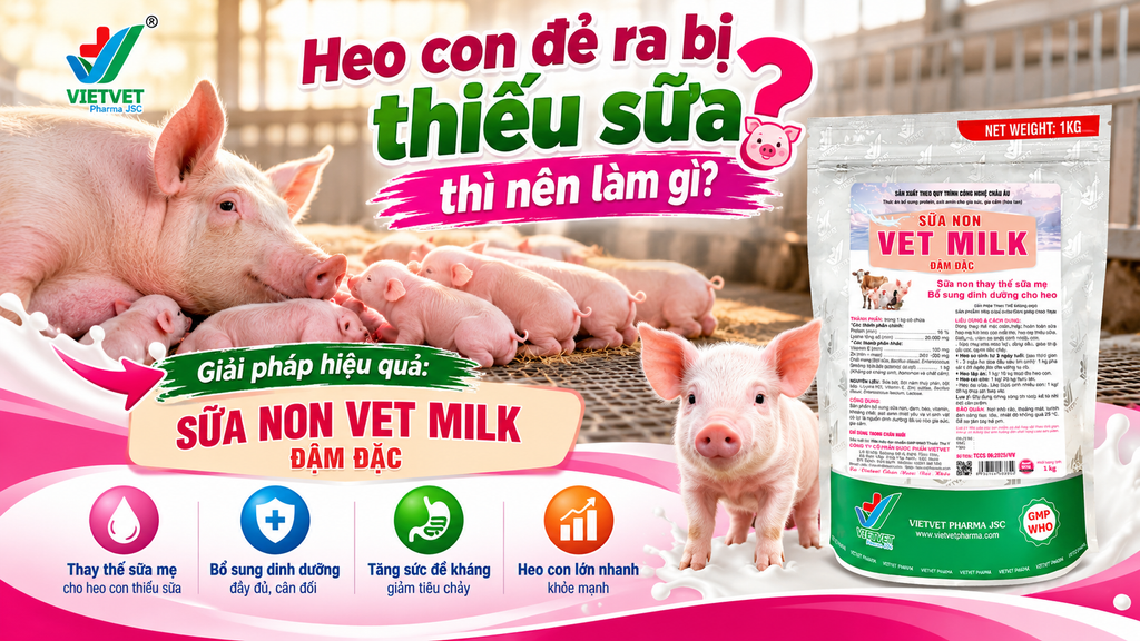 Heo con đẻ ra bị thiếu sữa thì nên làm gì?
