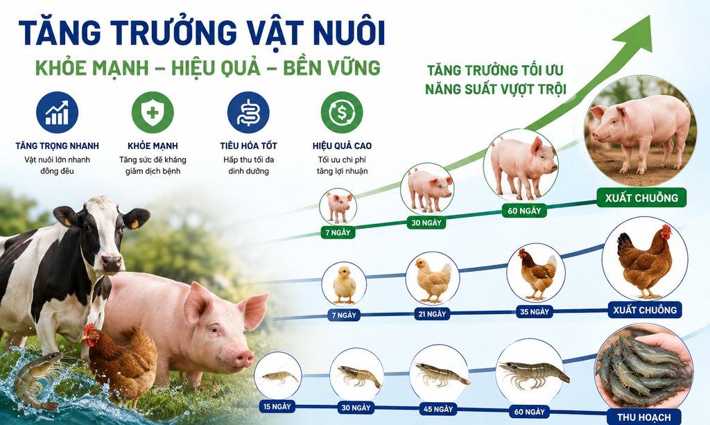 BÍ QUYẾT TĂNG TRỌNG VẬT NUÔI HIỆU QUẢ, TIẾT KIỆM CHI PHÍ