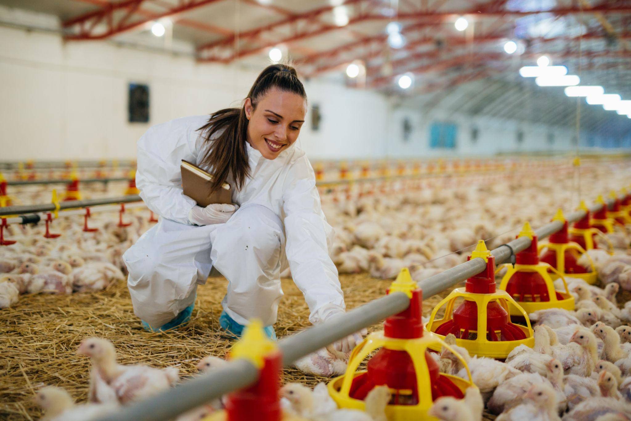 Animal Antibiotic Medicine