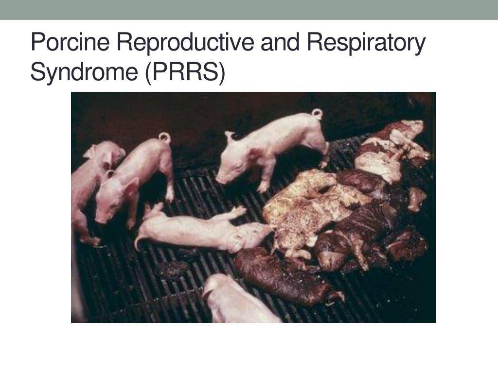 Understanding Porcine Reproductive and Respiratory Syndrome PRRS A Complete Guide for Pig Farmers
