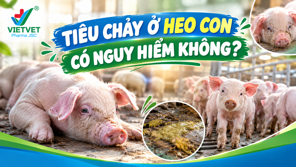 TIÊU CHẢY Ở HEO CON CÓ NGUY HIỂM KHÔNG? CÁCH XỬ LÝ