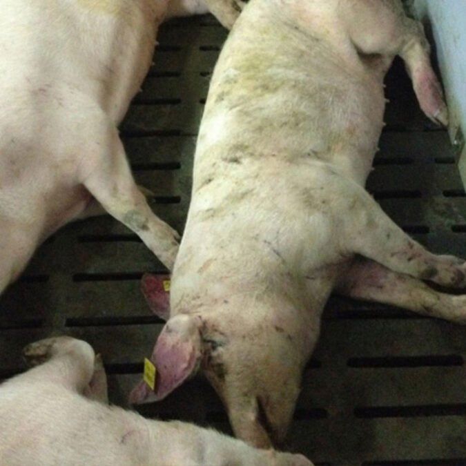 PRRS IN PIGS: WARNING SIGNS AND EFFECTIVE PREVENTION METHODS