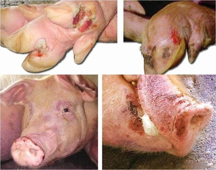FOOT-AND-MOUTH DISEASE: SIGNS, TREATMENT AND PREVENTION