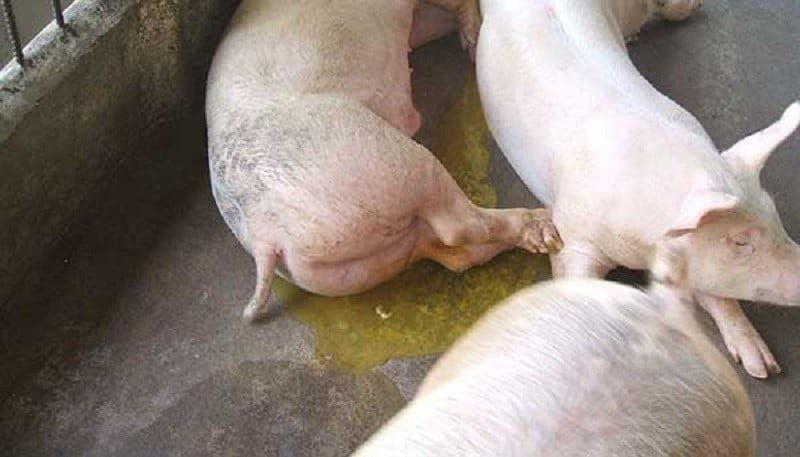 THUỐC TIÊU CHẢY CHO HEO: CÁCH ĐIỀU TRỊ HIỆU QUẢ