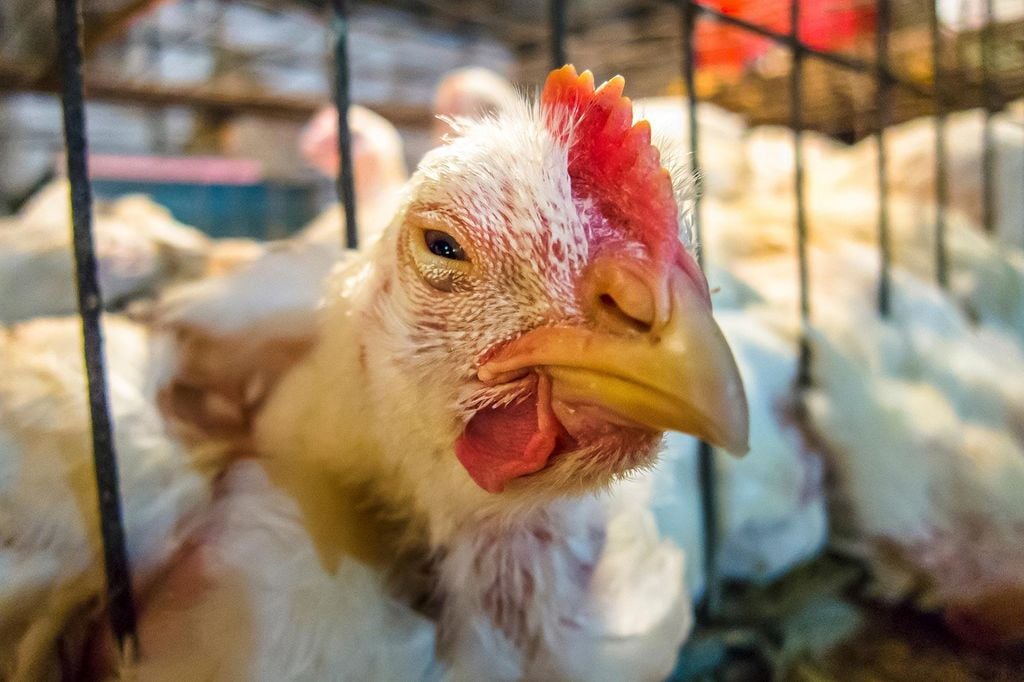THUỐC TRỊ HEN CHO GÀ HIỆU QUẢ: NGUYÊN NHÂN VÀ ĐIỀU TRỊ