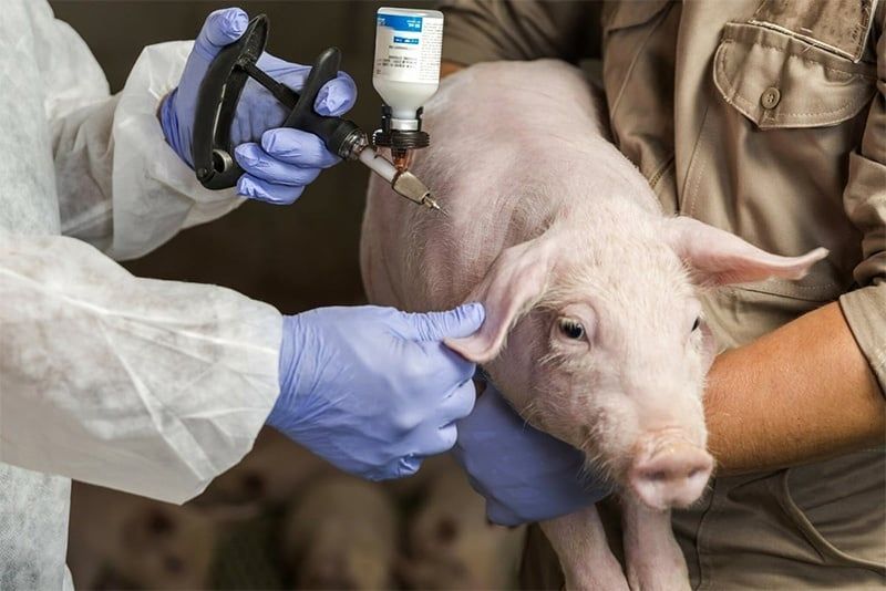 Livestock Facility Disease Control – Optimizing Antibiotic Costs