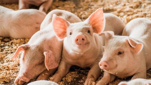 SÁT TRÙNG SAI CÁCH KHIẾN HEO TÁI PHÁT BỆNH HÔ HẤP