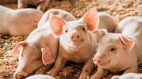 SÁT TRÙNG SAI CÁCH KHIẾN HEO TÁI PHÁT BỆNH HÔ HẤP