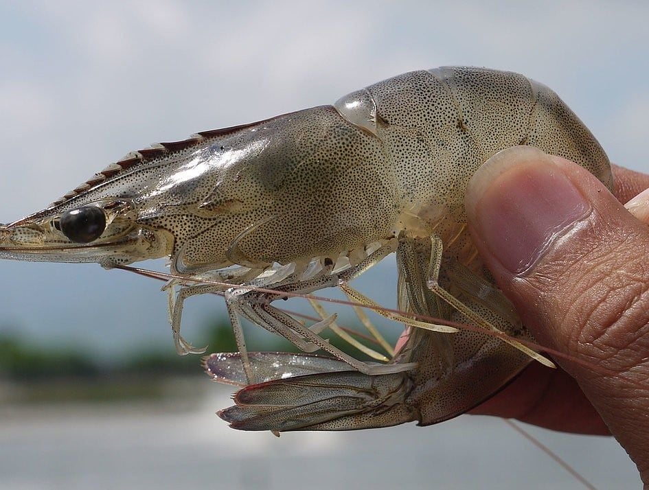 Antibiotics for Treating Shrimp Intestinal Infections