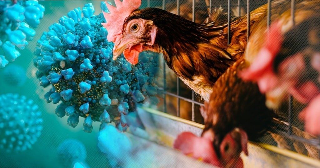 BỆNH CÚM GIA CẦM NGUY HIỂM THẾ NÀO? 7 ĐIỀU CẦN BIẾT