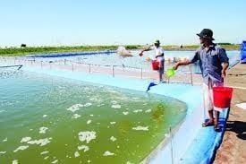 MEN VI SINH THỦY SẢN LÀ GÌ? CÁCH DÙNG HIỆU QUẢ