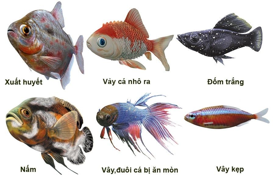 THUỐC TRỊ BỆNH CÁ: CÁCH CHỌN VÀ SỬ DỤNG ĐÚNG
