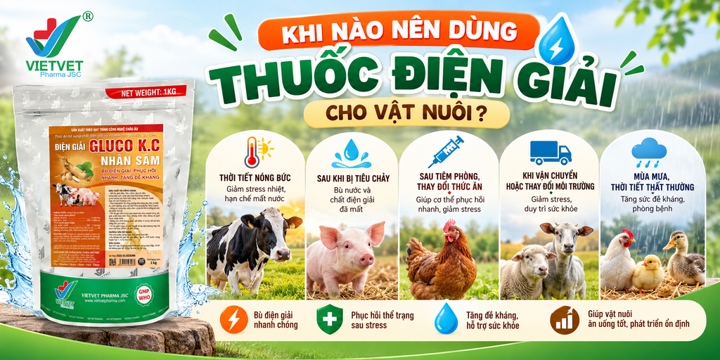 KHI NÀO NÊN DÙNG THUỐC ĐIỆN GIẢI CHO VẬT NUÔI?