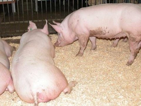 HEO BỎ ĂN: XỬ LÝ NHANH ĐỂ TRÁNH SỤT TRỌNG VÀ PHỤC HỒI ĐÀN NHANH CHÓNG