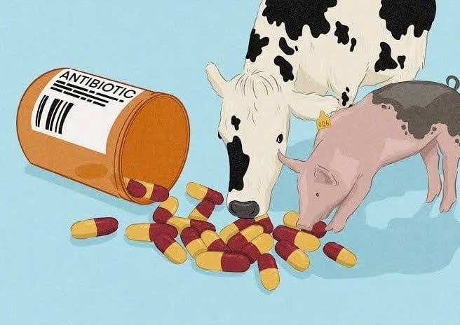 ANTIBIOTICS FOR ANIMALS: USES AND SAFE APPLICATIONS