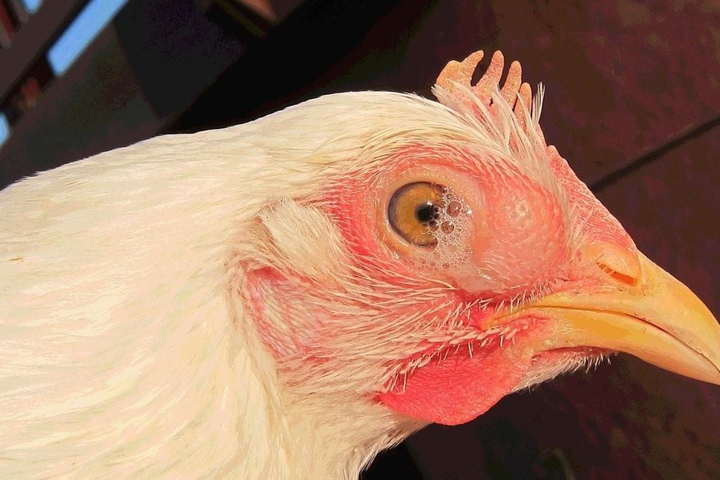Medication for CRD in Chickens Complete Guide to Effective Treatment and Prevention