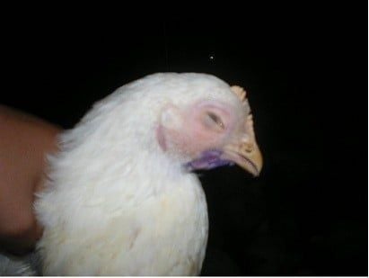 Pneumonia in Chickens and the Key Steps to Protect Flock Respiratory Health