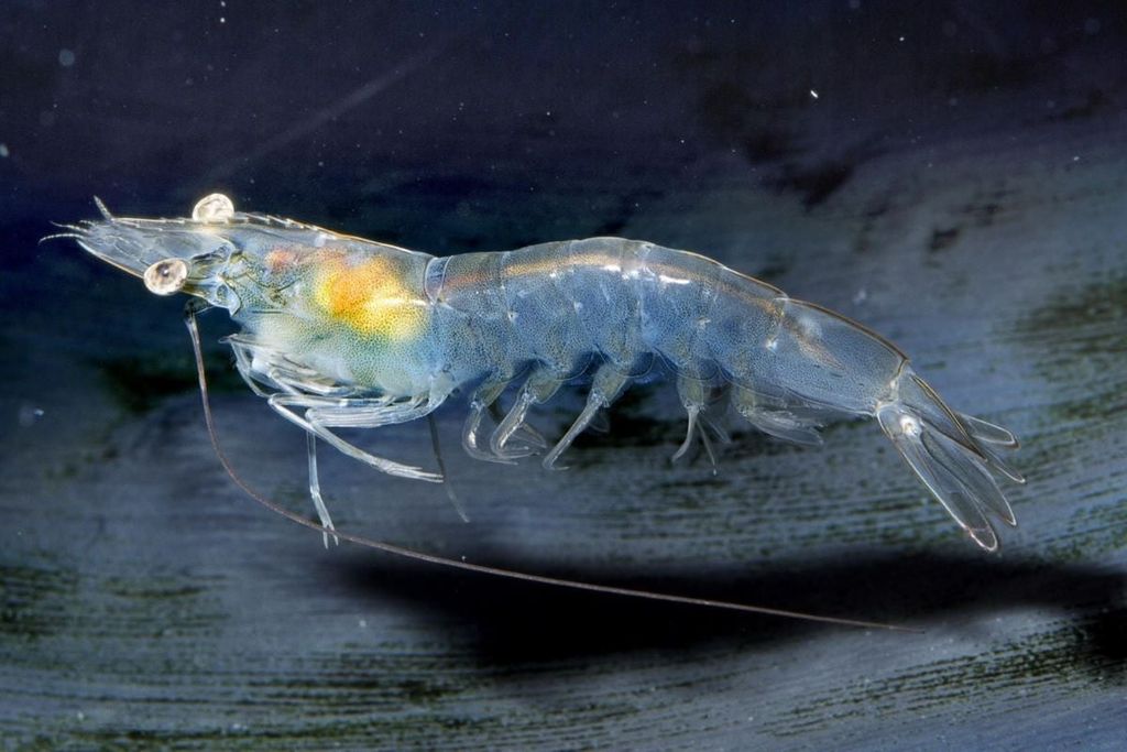 SHRIMP LIVER RECOVERY AFTER CHEMICAL USE