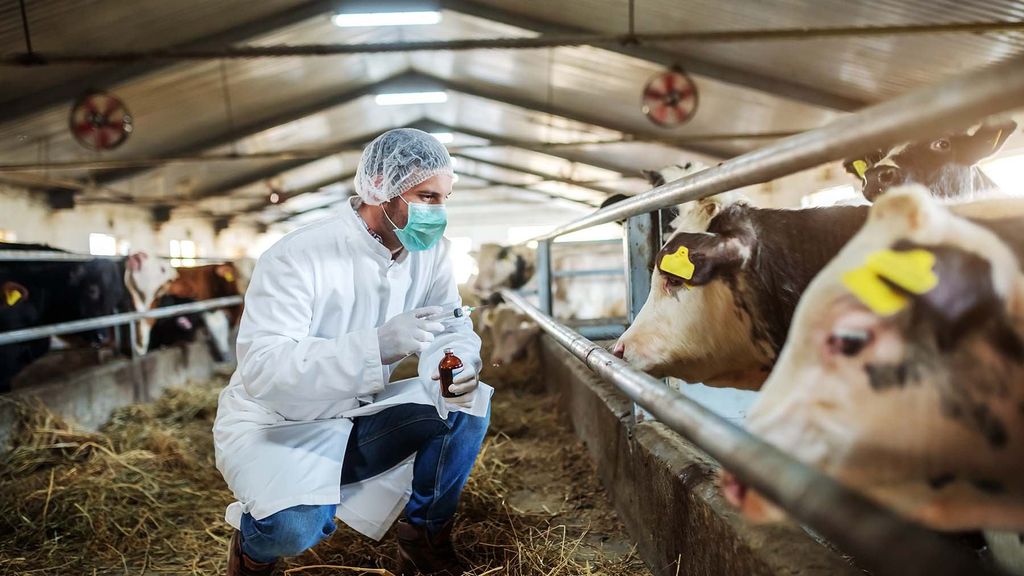 Veterinary Medicine Factory Delivering Quality, Innovation, and Global Animal Health
