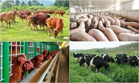 TOP VETERINARY PHARMACEUTICAL COMPANIES IN VIETNAM