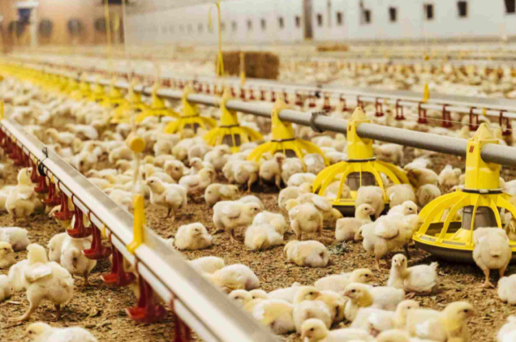 THUỐC TRỊ ĐƯỜNG RUỘT CHO GÀ CON HIỆU QUẢ
