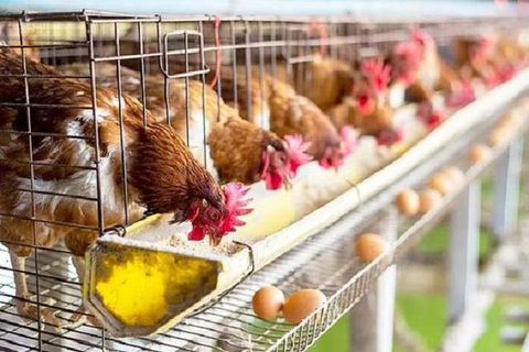6 CÁCH PHÒNG NGỪA THOÁI HÓA XƯƠNG Ở GÀ ĐẺ HIỆU QUẢ
