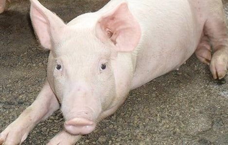 WEAK LEGS IN SOWS: SIGNS, CAUSES AND PREVENTION