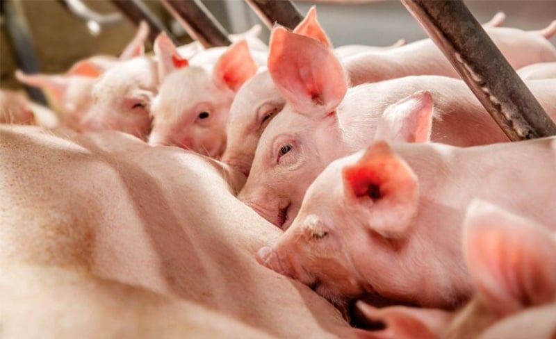 CÁCH CHĂM SÓC HEO CON MỚI ĐẺ KHỎE MẠNH, ÍT HAO HỤT