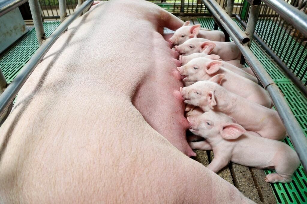 SOW CARE: A COMPLETE GUIDE FOR BETTER PRODUCTIVITY