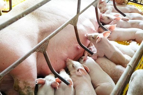 HOW TO INCREASE MILK PRODUCTION IN SOWS EFFECTIVELY
